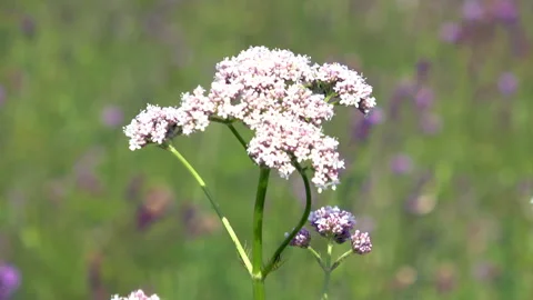 Valerian flower Stock Footage 318276810