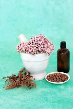 Valerian Flowers and Root Herb for Herbal Medicine Stock Photos