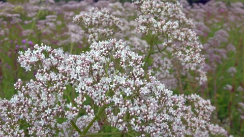 Valerian flowers Stock Footage 318277150