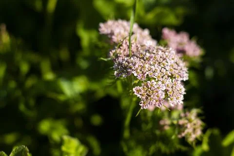 Valerian herb Stock Photos