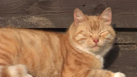 A valiant red cat is basking in sun on a wooden background. Fat cat sunbathing Stock Footage 88675209