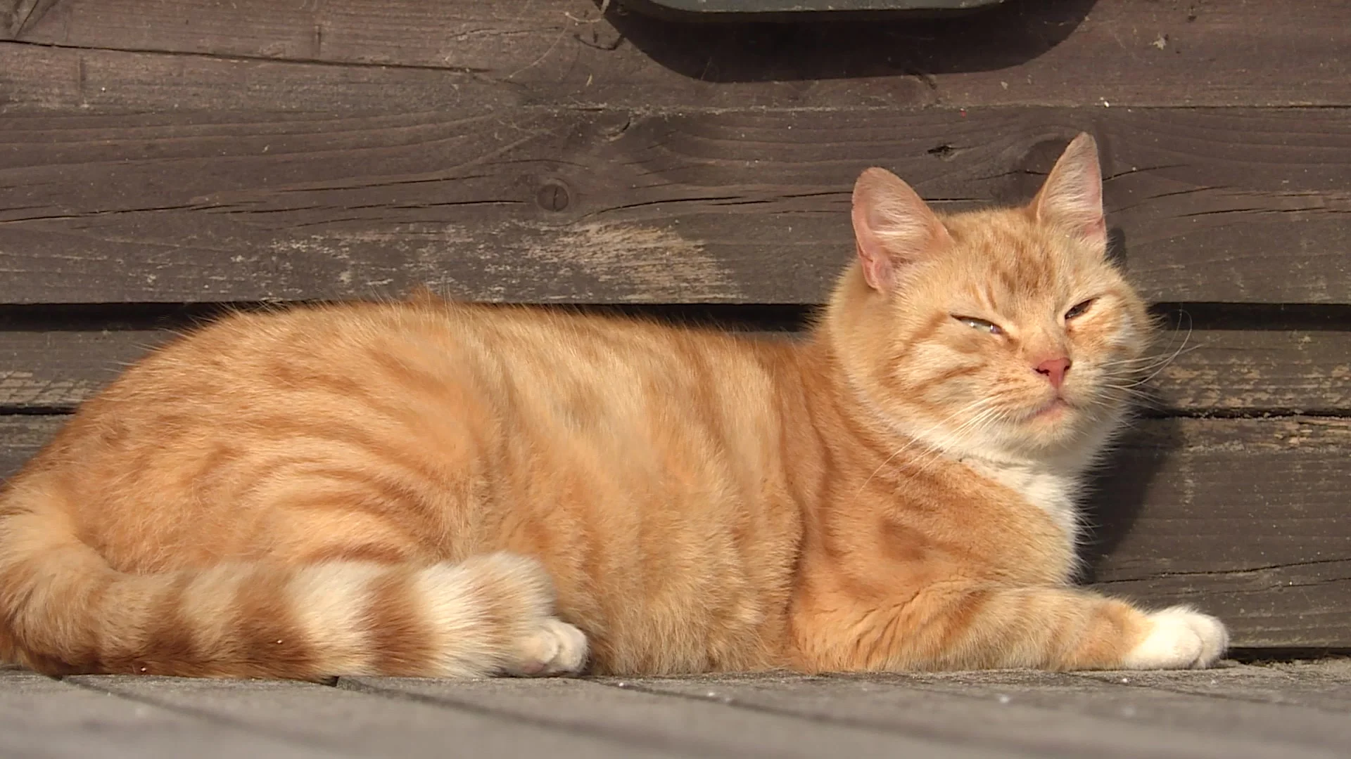 A valiant red cat is basking in sun on a... | Stock Video |