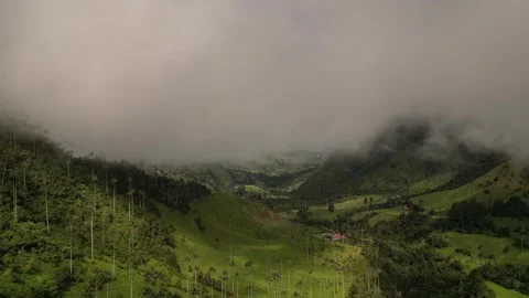 Valle de Cocora 動画素材 250632471