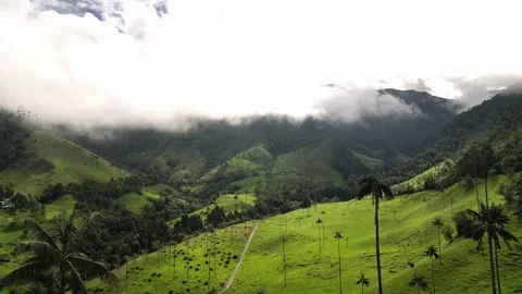 Valle de Cocora 動画素材 250633956