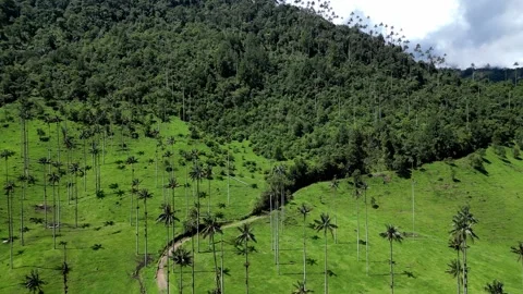 Valle de Cocora 動画素材 250635856