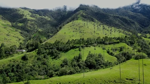 Valle de Cocora 動画素材 250636230