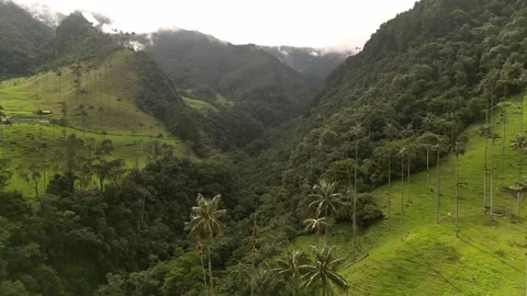 Valle de Cocora 動画素材 250636401