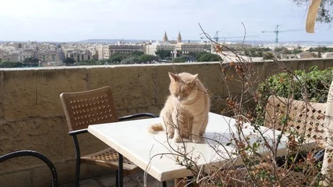Valletta, Malta - cat sit on empty street cafe table Stock Footage 70890976