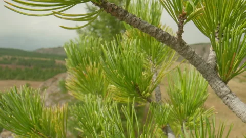 Valley and cedar tree Stock Footage 163777047
