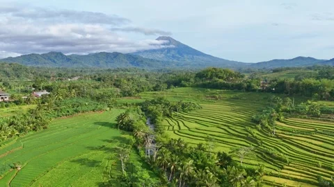The valley and terraced rice fields in Magelang, Central Java. Stock Footage 297732518