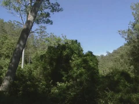 Valley and trees in rain forest at Barrington Tops National Park, Australia Stock Footage 22185531