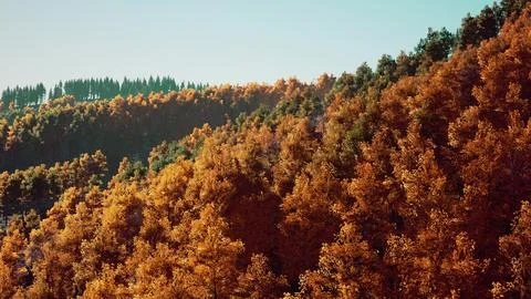 Valley with autumn trees among the mountains lit by the sun at sunset Stock Illustration
