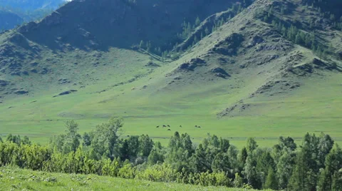 Valley background with horses Stock Footage 39716944