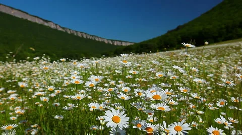 Valley with camomile flowers Stock Footage 6930375