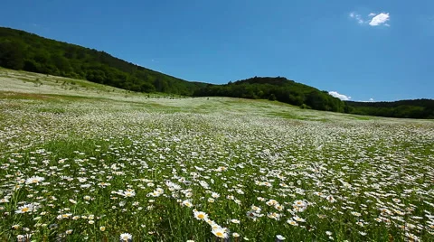 Valley with camomile flowers Stock Footage