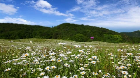 Valley with camomile flowers Stock Footage 7746441
