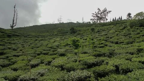 A valley covered with small plants. Photos