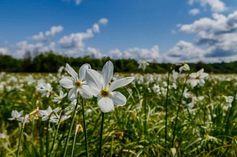 Valley of daffodils in bloom during spring in Ukraine 库存照片