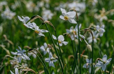 Valley of daffodils in bloom during spring in Ukraine Stock-Fotos