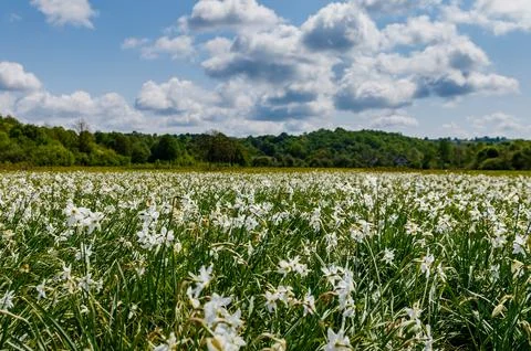 Valley of daffodils in bloom during spring in Ukraine 스톡 사진