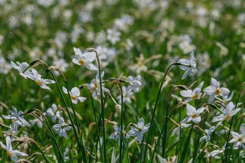Valley of daffodils in bloom during spring in Ukraine Stock-Fotos