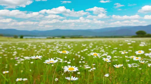 Valley of the daisies Stock Footage 25871072