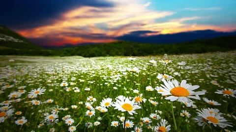 Valley daisies at sunset Stock Footage 59021156