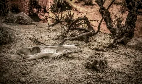 Valley of Death Stock Photos
