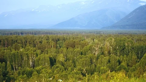 Valley of Dense Forest and Hazed Mountain Ridge in Background. Summer Evening Stock Footage 116534446