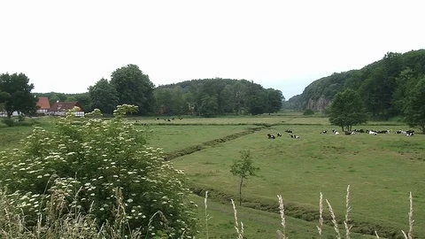 Valley "Ekkodalen" with fields and cows in the foreground Video stock 86356710