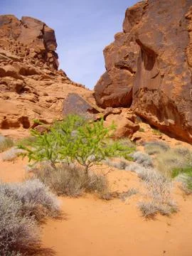 Valley of fire flora Stock Photos