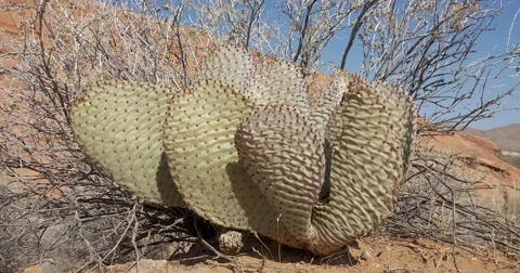 Valley Of Fire State Park, Nevada Video stock 67084627
