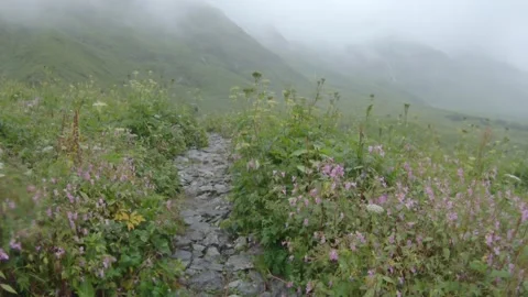 Valley of flower Stock-Footage 134628901