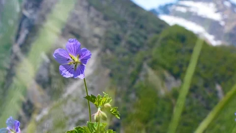 Valley of Flowers selective focused video  Stock Footage 277268695