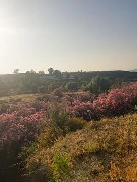 Valley full of oleander flower in nature Foto stock