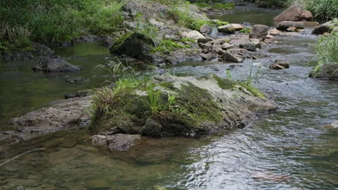 The valley gully stream runs clear Stock Footage 241235054