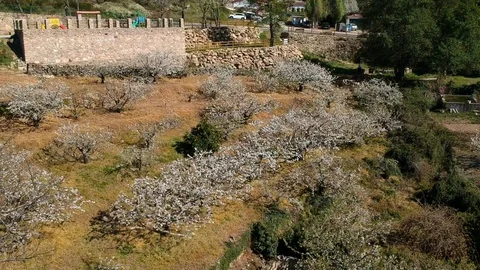 Valley of Jerte cherry trees in flower Video stock 105856115