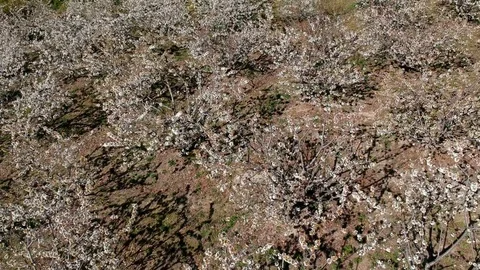 Valley of Jerte cherry trees in flower Video stock 105856293