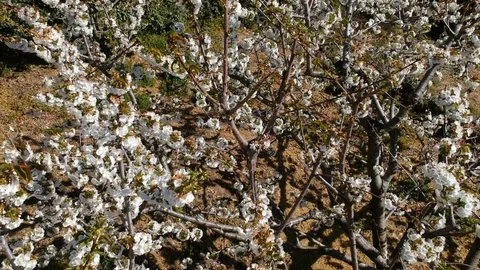 Valley of Jerte cherry trees in flower Stock Footage 105856364