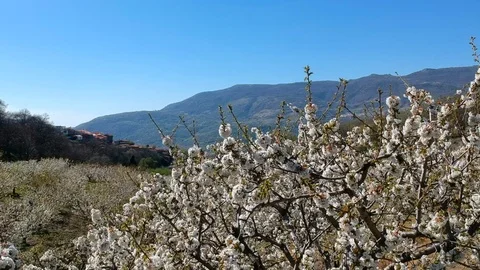 Valley of Jerte cherry trees in flower Stock Footage 105856435