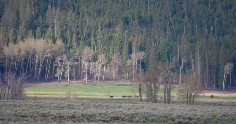 Valley landscape shot of bison herd protects calves as wolf pack passes nearby Stock Footage 340059990