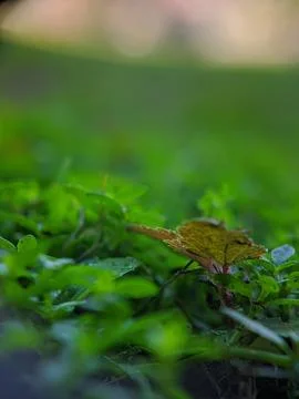Valley macro Stock Photos