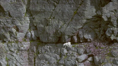Valley Mountain Goat Stock-Footage 37413056