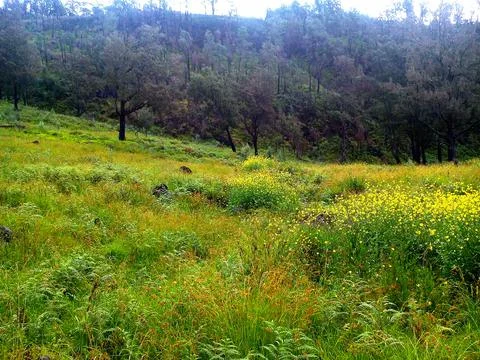 Valley of Mt. Arjuno 写真素材