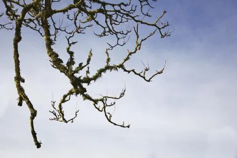 Valley oak branch Stock Photos