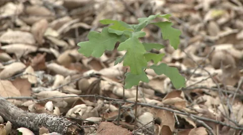 Valley Oak or Quercus lobata sapling emerging from oak mulch in Ojai, California Stock Footage 1029640