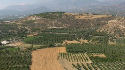 Valley with olive trees Stock Footage 523859