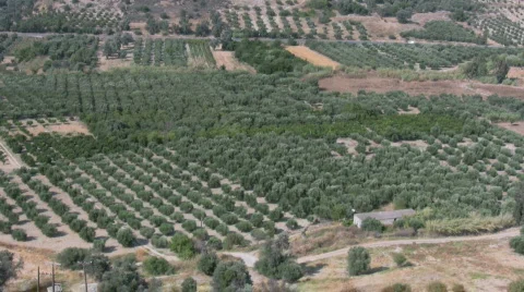 Valley with olive trees Video stock 523890