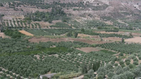 Valley with olive trees Stock Footage 523914