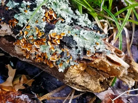 Valley Park Falls Trails Lichen and Fungi Covered Forest Tree Log Stock Photos